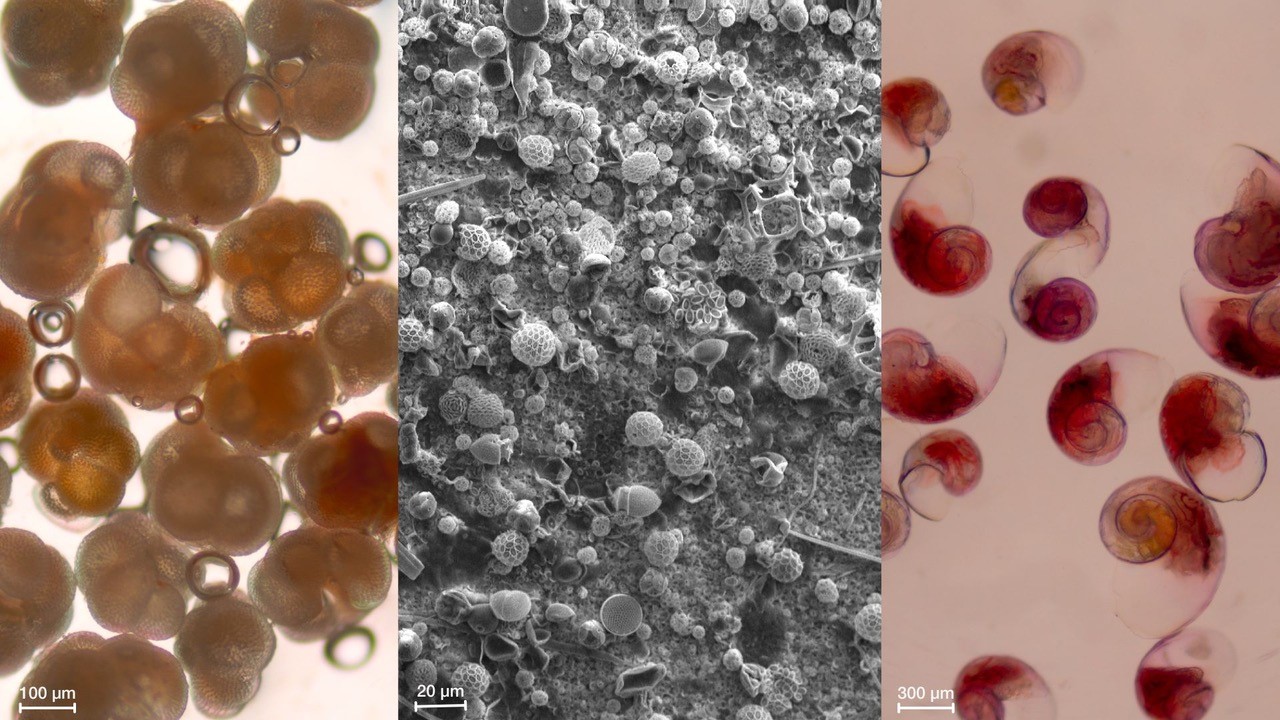 calcifying phytoplankton ICTA_UAB